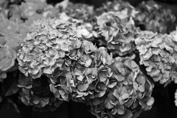 Квітка Гортензії Крупним Планом — стокове фото