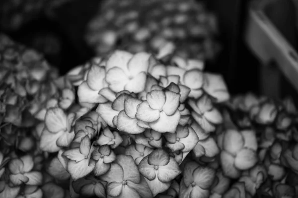 Hortensias Flor Vista Cerca —  Fotos de Stock