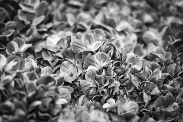 Hortensia Blomma Närbild — Stockfoto