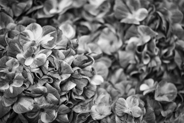 Mix Zomer Bloemen Close Uitzicht — Stockfoto