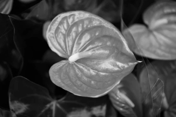 Anthurium Flower Close View — 스톡 사진