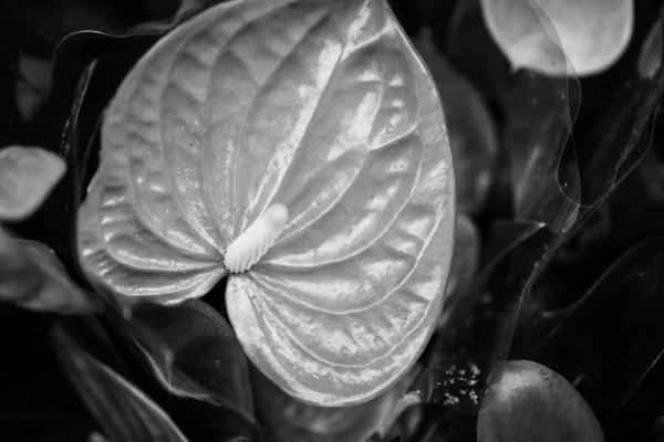 Anthurium Fleur Vue Près — Photo