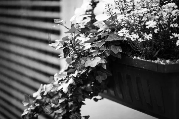 Misturar Flores Verão Close Vista — Fotografia de Stock