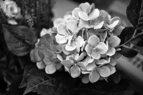 Mezclar Flores Verano Vista Cerca —  Fotos de Stock