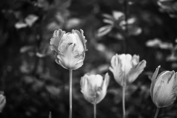 Gyönyörű Természetes Tulipánok Közelről Kilátás — Stock Fotó