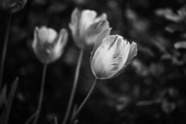 Belas Tulipas Naturais Vista Perto — Fotografia de Stock