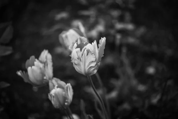 Bella Vista Tulipani Naturali Vicino — Foto Stock