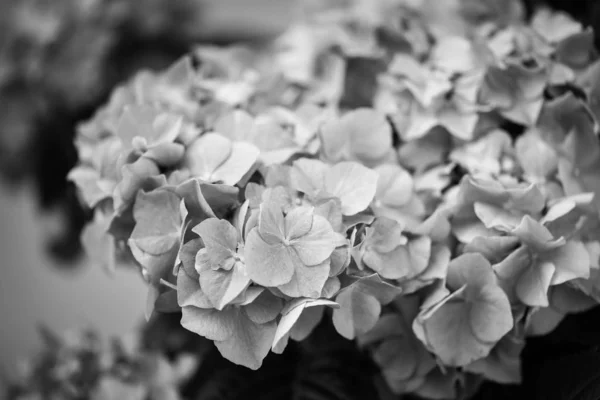 Μείγμα Καλοκαιρινά Λουλούδια Από Κοντά — Φωτογραφία Αρχείου