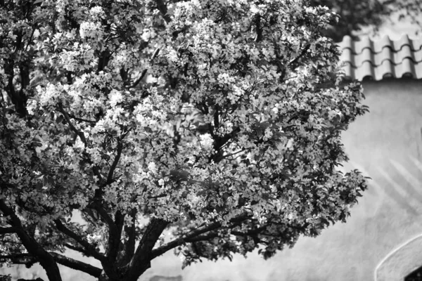 夏の木の花を間近で見られる — ストック写真