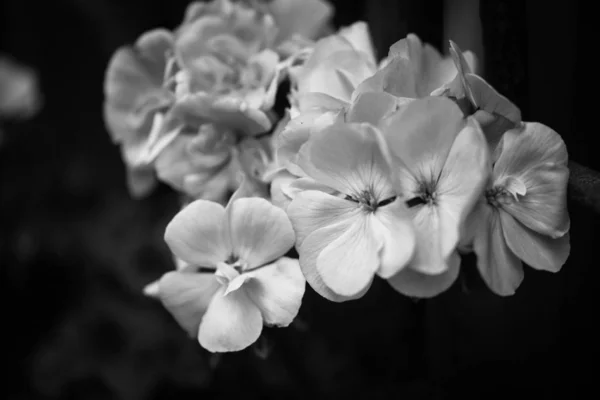Мікс Літніх Квітів Крупним Планом — стокове фото