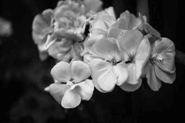 Mix Summer Flowers Close View — Stock Photo, Image