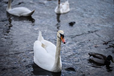Vltava nehrinin manzarasını kapat 