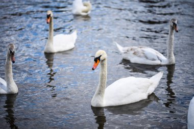 Vltava nehrinin manzarasını kapat 