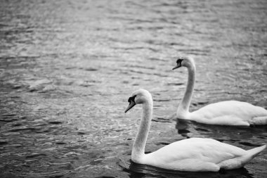 Vltava nehrinin manzarasını kapat 