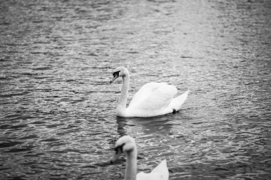 Vltava nehrinin manzarasını kapat 