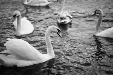 Vltava nehrinin manzarasını kapat 