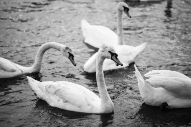 Vltava nehrinin manzarasını kapat 