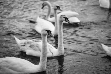 Vltava nehrinin manzarasını kapat 