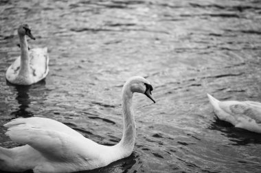 Vltava nehrinin manzarasını kapat 