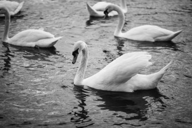 Vltava nehrinin manzarasını kapat 