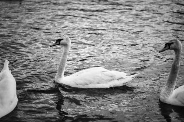 Vltava nehrinin manzarasını kapat 