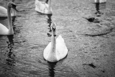 Vltava nehrinin manzarasını kapat 