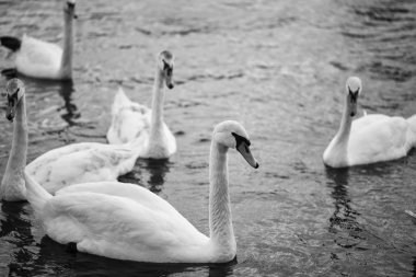 Vltava nehrinin manzarasını kapat 