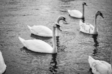 Vltava nehrinin manzarasını kapat 