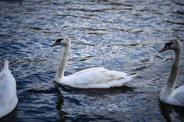 Close View Vltava River — Stock Photo, Image