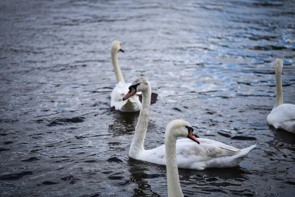 Zavřít Pohled Řeku Vltavu — Stock fotografie