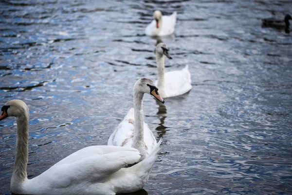 Close View Vltava River — Stock Photo, Image