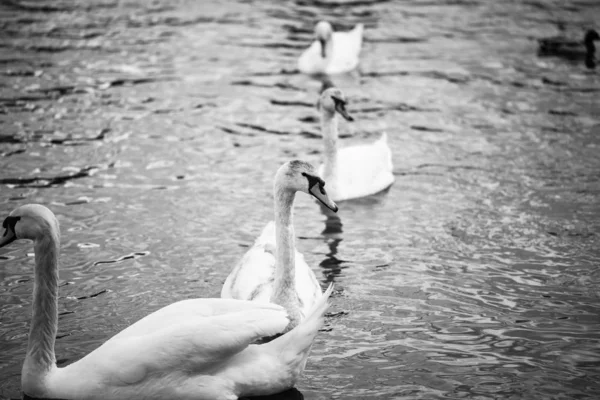 Närbild Floden Vltava — Stockfoto