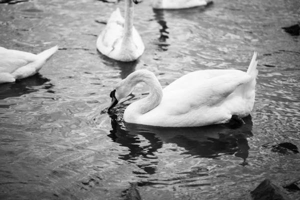 Zavřít Pohled Řeku Vltavu — Stock fotografie