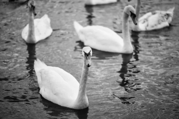 Zavřít Pohled Řeku Vltavu — Stock fotografie