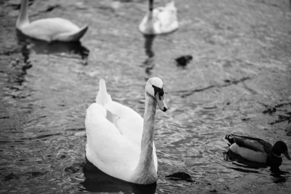 Zavřít Pohled Řeku Vltavu — Stock fotografie