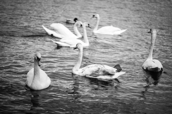 Vltava Nehrinin Manzarasını Kapat — Stok fotoğraf