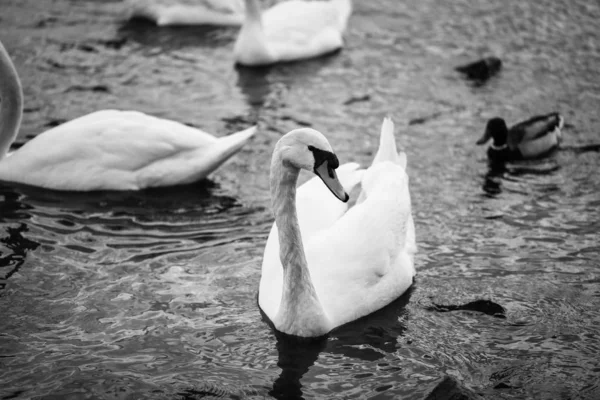 Zavřít Pohled Řeku Vltavu — Stock fotografie