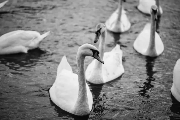 Zavřít Pohled Řeku Vltavu — Stock fotografie