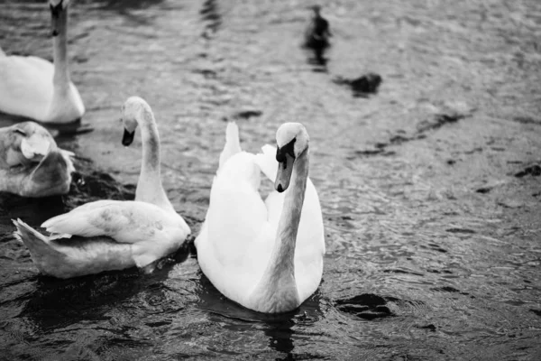 Närbild Floden Vltava — Stockfoto