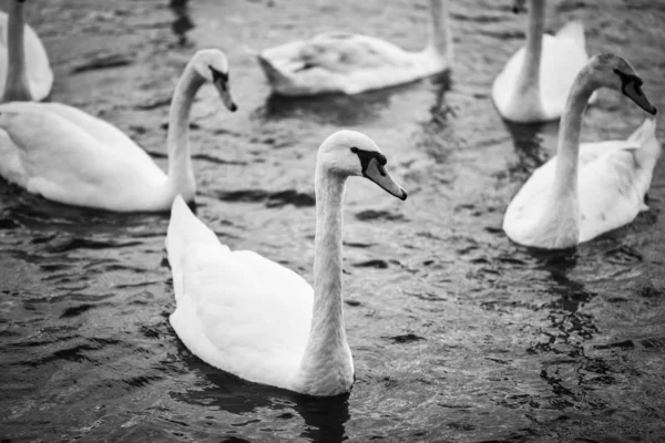 Vltava nehrinin manzarasını kapat 