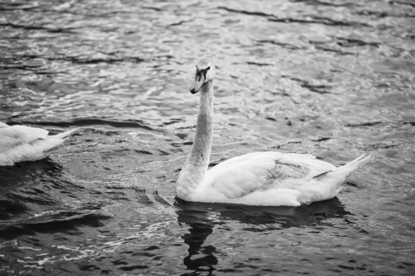 Närbild Floden Vltava — Stockfoto