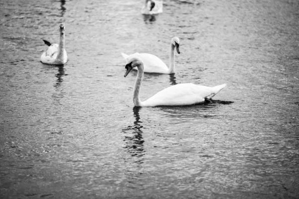 Vltava Nehrinin Manzarasını Kapat — Stok fotoğraf