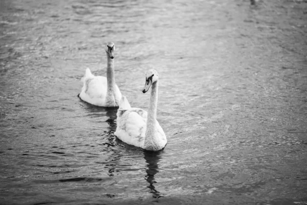 Närbild Floden Vltava — Stockfoto