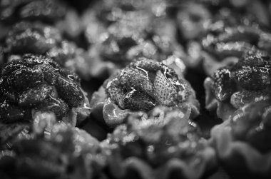 Vanilyalı taze çilek.