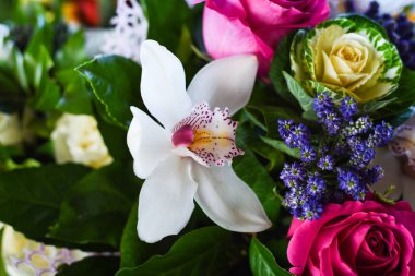 Güzel doğal orkide çiçeği 