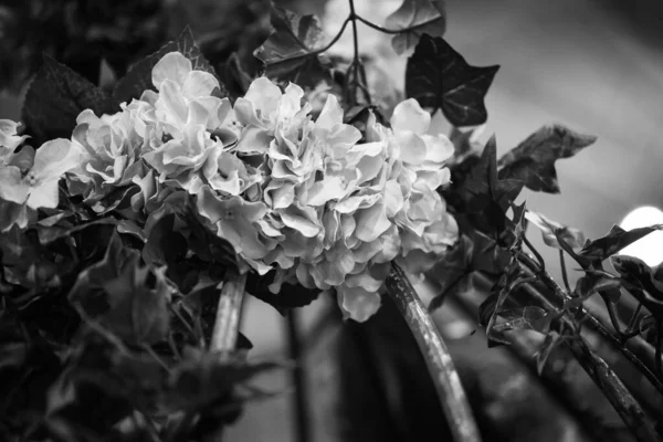 Fleurs Naturelles Fraîches Vue Rapprochée — Photo