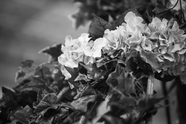 Φρέσκα Φυσικά Λουλούδια Από Κοντά — Φωτογραφία Αρχείου