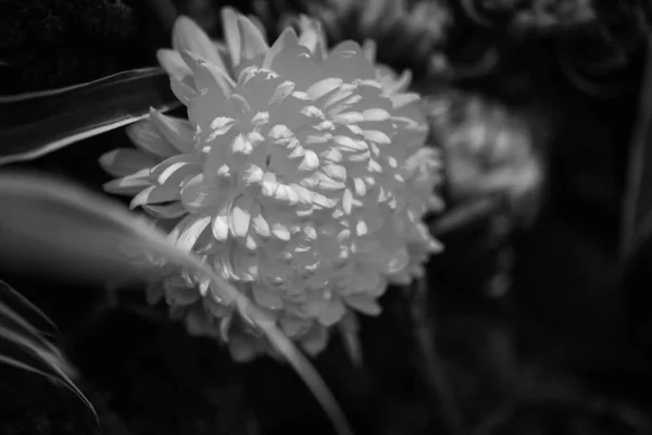 Fleurs Naturelles Fraîches Vue Rapprochée — Photo