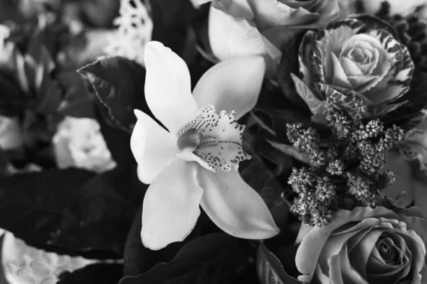美しい自然蘭の花 — ストック写真