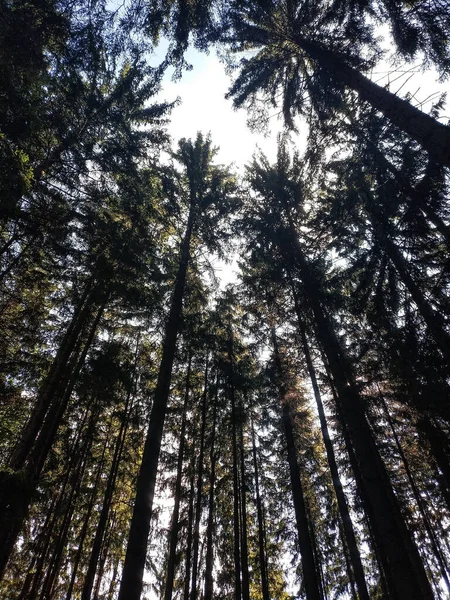Luz solar através da floresta, bosques com luz — Fotografia de Stock